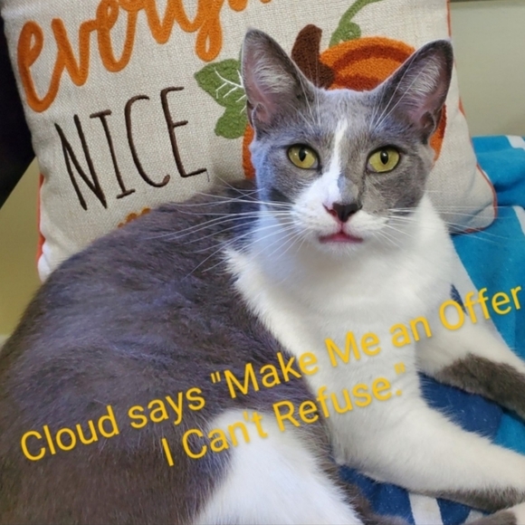 Tolani 100% Silk Deepa Mini Dress Turquoise Mosaic, Size Small - Picture 11 of 11